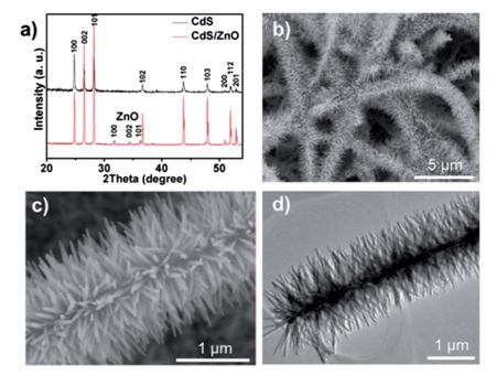 圖1：（a）CdS納米帶與CdS/ZnO樹枝狀異質(zhì)結(jié)的XRD峰對比。（b）低倍數(shù)SEM下觀測到的CdS/ZnO樹枝狀異質(zhì)結(jié)。（c）（d）分別對應(yīng)SEM和TEM下觀測到的CdS/ZnO樹枝狀異質(zhì)結(jié)。