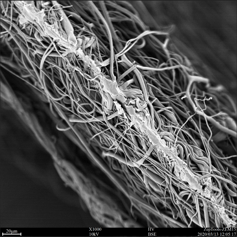醫用口罩中間過濾層（熔噴布）截面的掃描電鏡圖