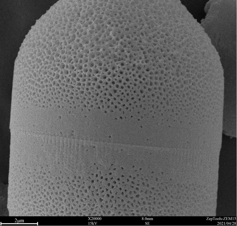 ZEM桌面臺式掃描電鏡-掃描電鏡價格(圖6) 臺式掃描電鏡應用4.png